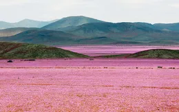 Sững người trước vẻ đẹp của cánh đồng hoa nở trên sa mạc khô cằn nhất thế giới