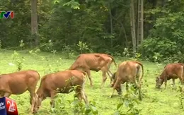 Cuộc sống của bà con vùng biên đổi thay tích cực từ khi có bò giống