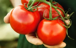 7 lưu ý cần nhớ khi ăn cà chua