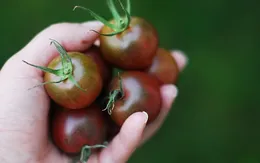 Những loại rau quả không nên mua