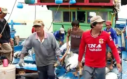 Nhật Bản xúc tiến thu mua, chế biến cá ngừ đại dương tại Phú Yên