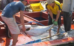 Sản lượng khai thác cá ngừ đại dương giảm mạnh do ảnh hưởng của El Nino