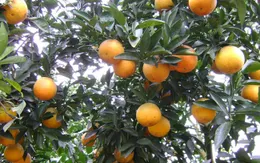 Cam Vinh đầu vụ được mùa, được giá