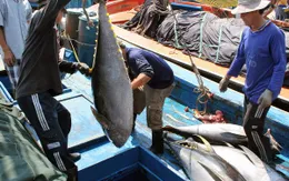 Tăng cường liên kết sản xuất cá ngừ theo chuỗi