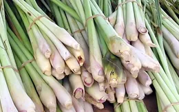 Công dụng của cây sả khiến nhiều người bất ngờ