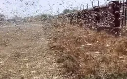 Nga: Châu chấu hoành hành, 10% hoa màu thiệt hại hoàn toàn