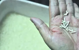 Trung Quốc: Phát hiện gạo giả làm từ giấy