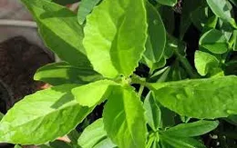 Cỏ ngọt Stevia - Phụ gia hữu ích
