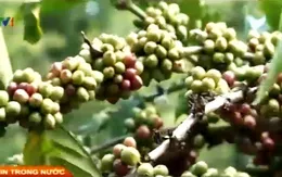 Sản lượng cà phê có thể giảm 20% trong năm 2015