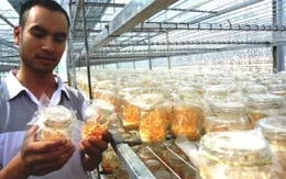 Đông trùng hạ thảo - Sản phẩm mới của Đà Lạt