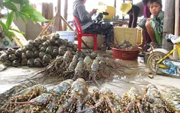 Khánh Hòa: Người nuôi tôm hùm bị ép giá gay gắt