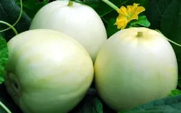 Những trái cây quê giải nhiệt ngày nắng