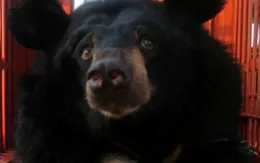 Cứu hộ thành công 2 cá thể gấu về Tam Đảo