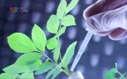 Thực phẩm biến đổi gen: Còn nhiều tranh cãi!