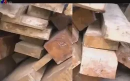 TT-Huế: "Nóng" vấn đề vận chuyển lâm sản trái phép bằng xe máy tự chế