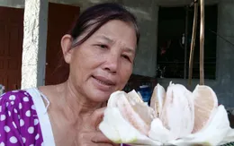 Mùa bưởi Phúc Trạch mọng nước