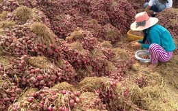 Người dân vựa hành tím Vĩnh Châu bị mù do viêm loét giác mạc