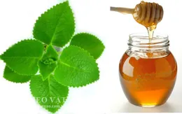 Húng chanh – Rau gia vị có giá trị dược liệu cao