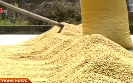 Thừa Thiên - Huế: Giá lúa giảm mạnh