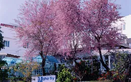 Đà Lạt: Rộn ràng sắc Mai Anh Đào mùa xuân