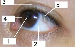 Nhìn mắt bắt bệnh - Bật mí bệnh tiềm ẩn qua mắt