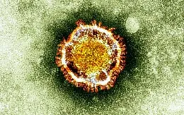 Trung Quốc ghi nhận trường hợp đầu tiên nhiễm MERS