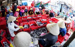 Quảng Ngãi: Thời tiết thuận lợi, ngư dân được mùa thủy sản