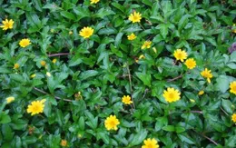 Trị mụn trứng cá hiệu quả theo y học cổ truyền