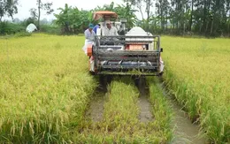 Nông dân trồng lúa thiếu thông tin thị trường