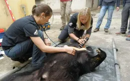 Chuyên gia Hà Lan tâm huyết bảo tồn gấu Việt Nam