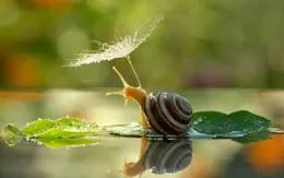 Nguy cơ nhiễm ký sinh trùng do ăn ốc sên
