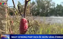 Nguy cơ bùng phát ốc bươu vàng tại ĐBSCL