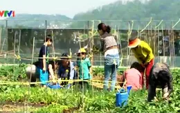 Hàn Quốc: Chính phủ hỗ trợ trồng cây xanh trên mái nhà