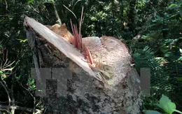 Lâm Đồng: Rừng phòng hộ Đại Ninh bị tàn phá nghiêm trọng