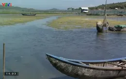 Đầm Ô Loan (Phú Yên) rơi vào tình trạng cạn kiệt