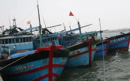 Nhiều tàu cá ngừ chuyển nghề khai thác tại Nam Trung Bộ