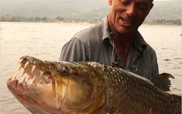 Những loài thủy quái khổng lồ có thật trên Trái Đất