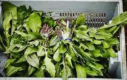 8 thực phẩm giúp bạn khỏe mạnh, tươi trẻ hơn