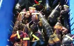 Nghề nuôi tôm hùm ở Mỹ phát triển mạnh