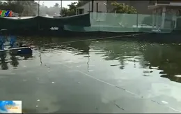 TT-Huế: Gần 100 hộ nuôi tôm chân trắng trái phép tại thị trấn Lăng Cô