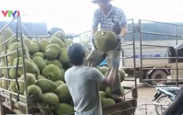 TP.HCM: Trái cây rớt giá, nông dân lo lắng