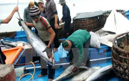 Khai thác cá ngừ đại dương: Nghịch lý giữa thu nhập và sản lượng