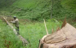 Lâm Đồng: "Bức tử" gần 100 cây thông trong Khu nông nghiệp công nghệ cao