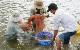 Kiên Giang phấn đấu tăng cao sản lượng tôm