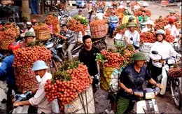 Nhiều biện pháp hỗ trợ nông dân tiêu thụ vải thiều