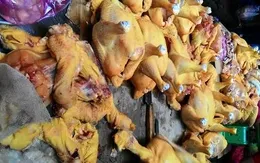 Bổ sung vàng ô vào danh mục chất cấm sử dụng trong chăn nuôi