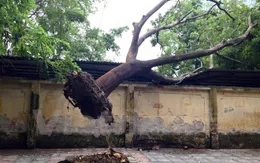 Cây bị lốc cuốn đổ vào trường cấp 3, người dân chạy tán loạn