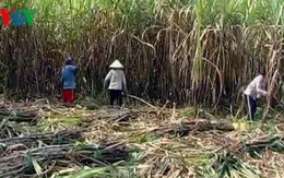 Diện tích trồng giảm, giá mía tại ĐBSCL tăng cao kỷ lục