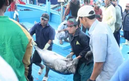 Tư thương quyết giá, người câu cá ngừ gặp khó khăn