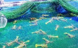 Phá vỡ quy hoạch vùng nuôi tôm hùm: Cần chấn chỉnh kịp thời!